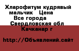 Хларофитум кудрявый мальчик › Цена ­ 30 - Все города  »    . Свердловская обл.,Качканар г.